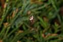 Zilla_diodia_D4907_Z_89_Les Gris_Frankrijk